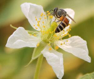 Vörös törpe méh, Készítette: Sam Malfroy, Forrás: https://beeaware.org.au/archive-pest/dwarf-honey-bees/#ad-image-0